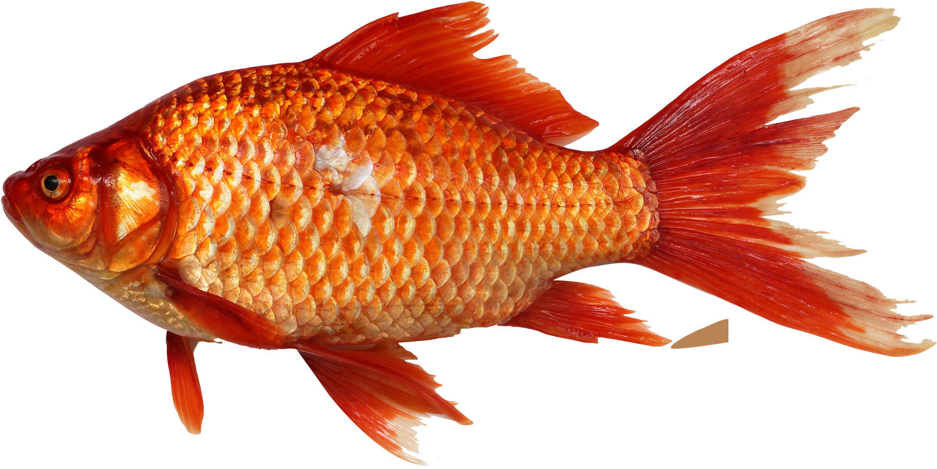 Vibrant Orange Goldfish.png