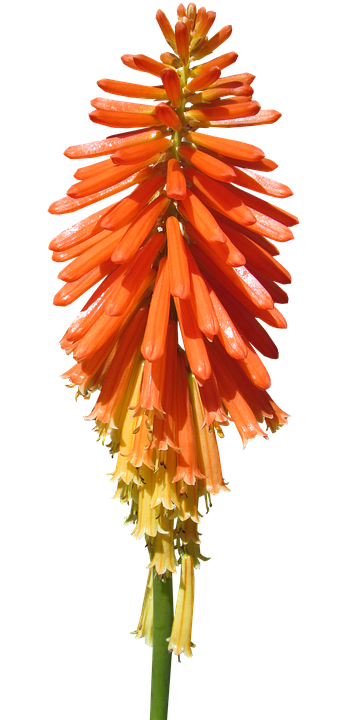 Vibrant Orange Kniphofia Flower