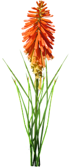 Vibrant Orange Kniphofia Flower