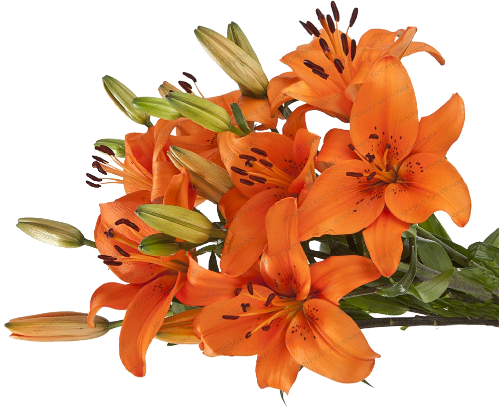 Vibrant Orange Lilies Bouquet