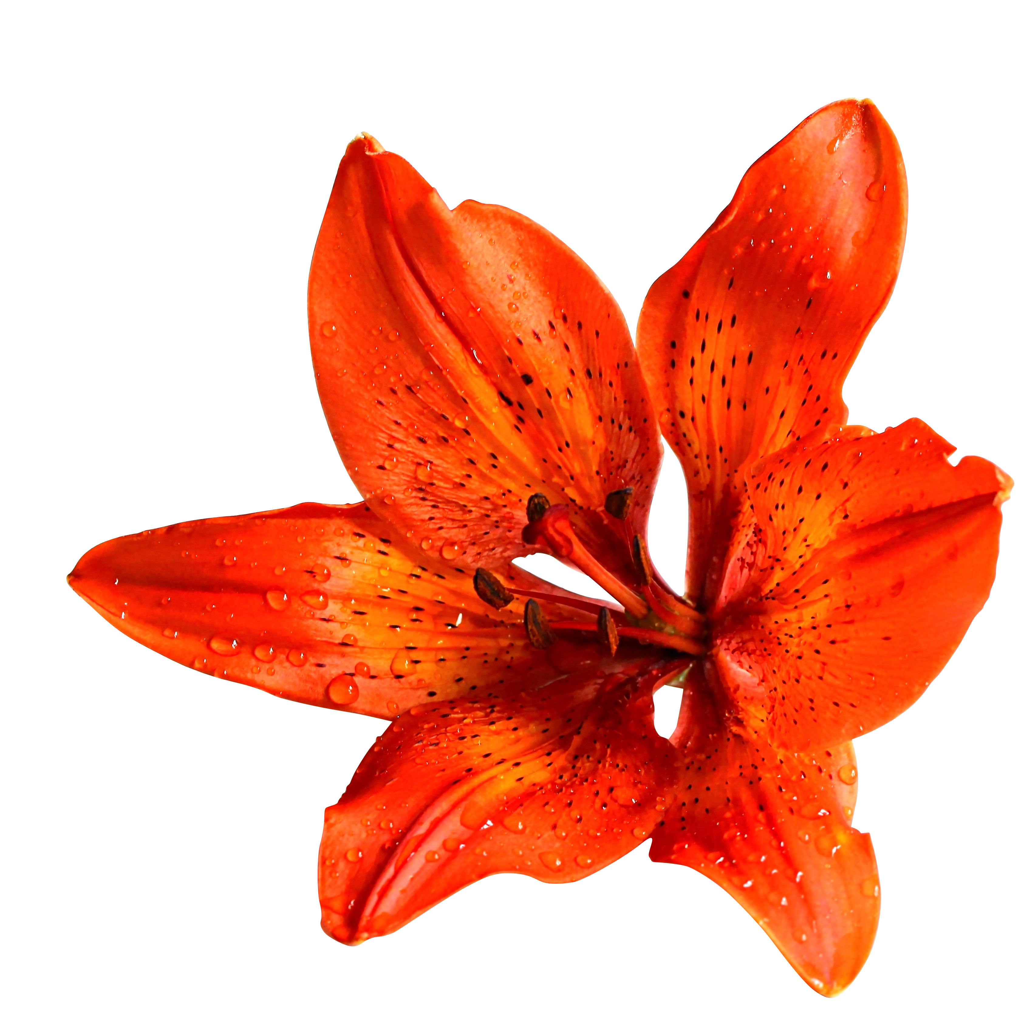 Vibrant Orange Lily Black Background