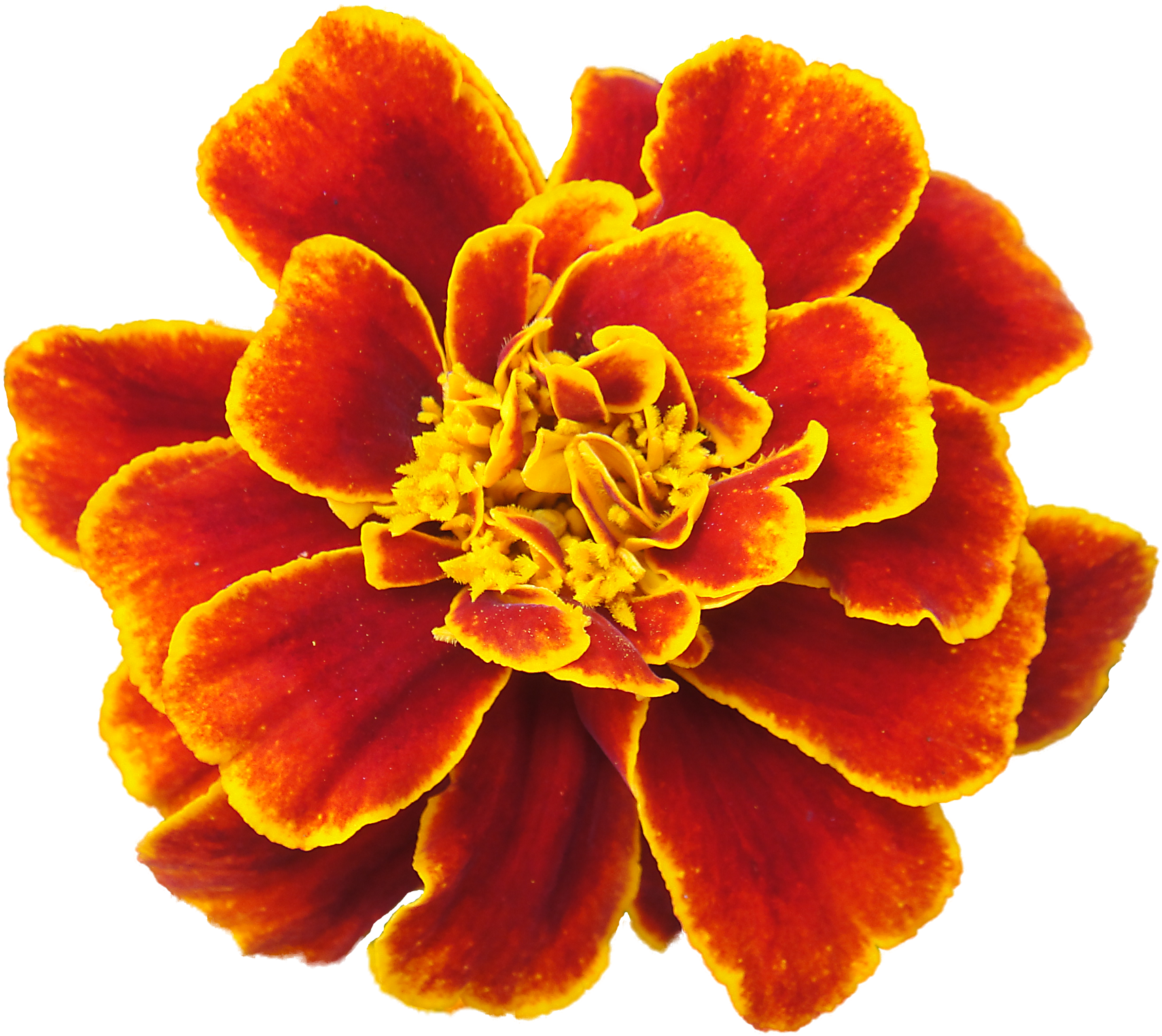 Vibrant Orange Marigold Flower