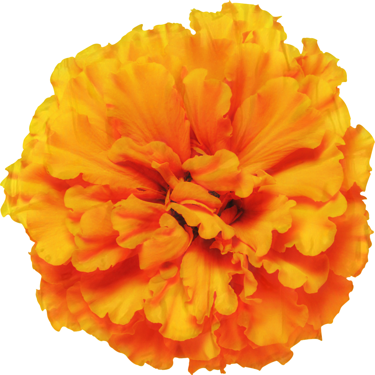 Vibrant Orange Marigold Flower