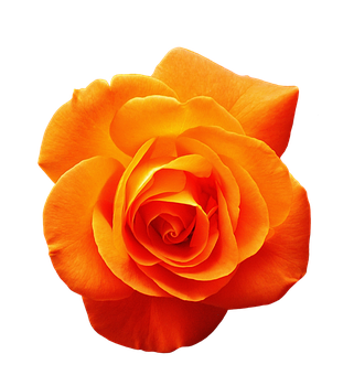 Vibrant Orange Rose Black Background