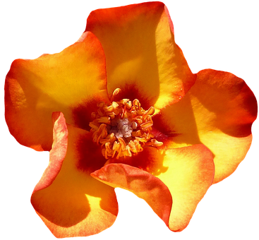 Vibrant Orange Rose Black Background