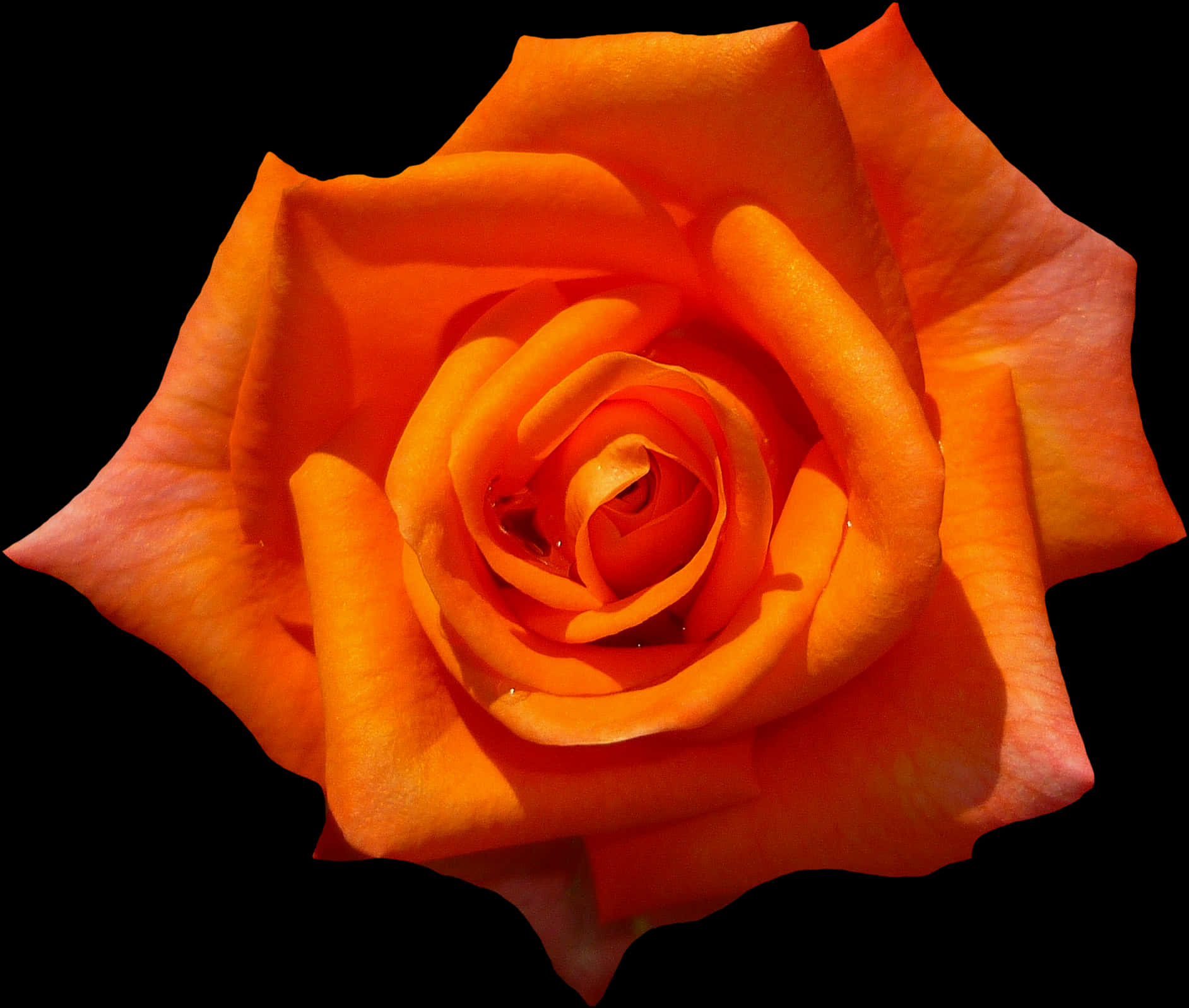 Vibrant Orange Rose Black Background