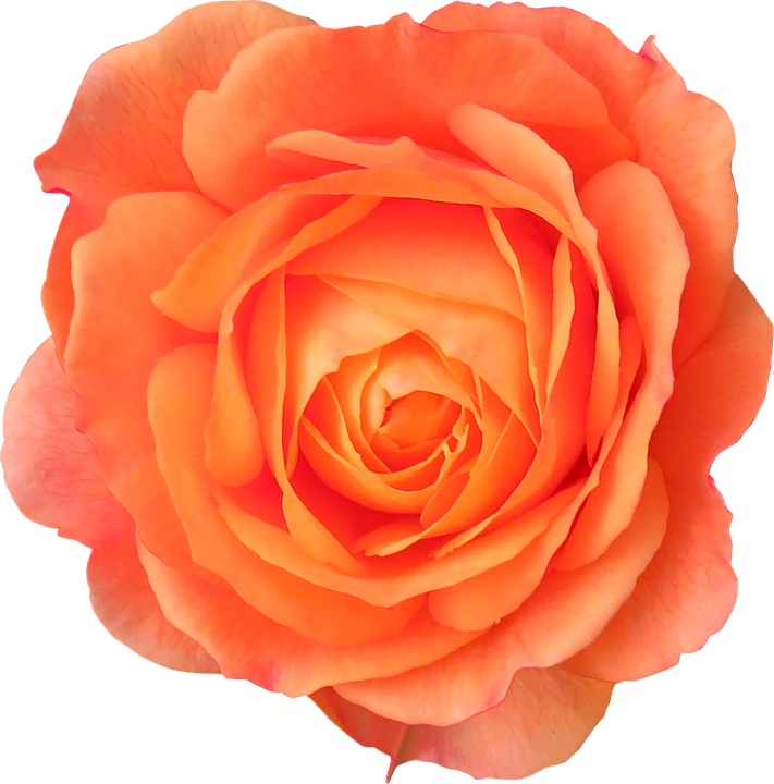 Vibrant Orange Rose Flower