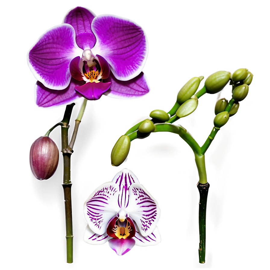 Vibrant Orchid Png Aei69