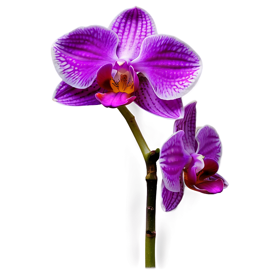 Vibrant Orchid Png Jpv66