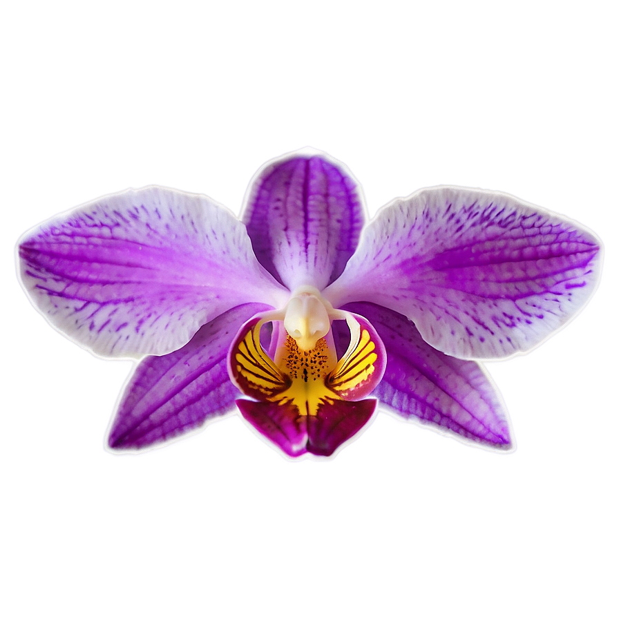 Vibrant Orchid Png Sge