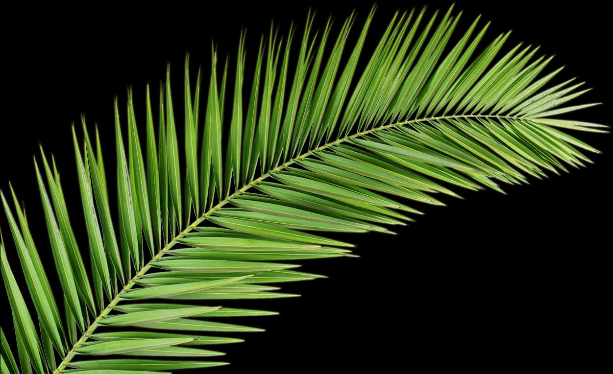 Vibrant Palm Frondon Black