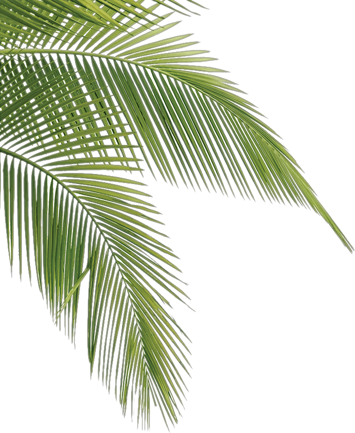 Vibrant Palm Fronds Isolated