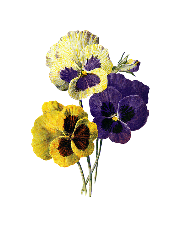 Vibrant_ Pansies_ Illustration.png