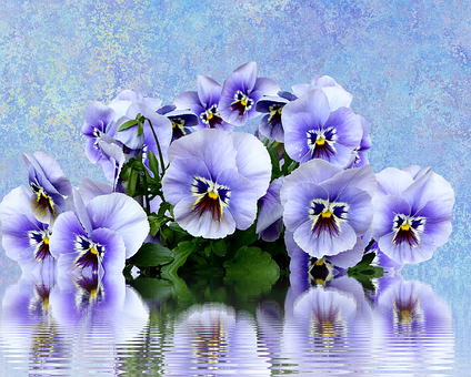 Vibrant Pansies Reflection