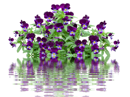 Vibrant Pansies Reflection