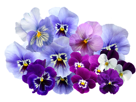 Vibrant_ Pansy_ Collection