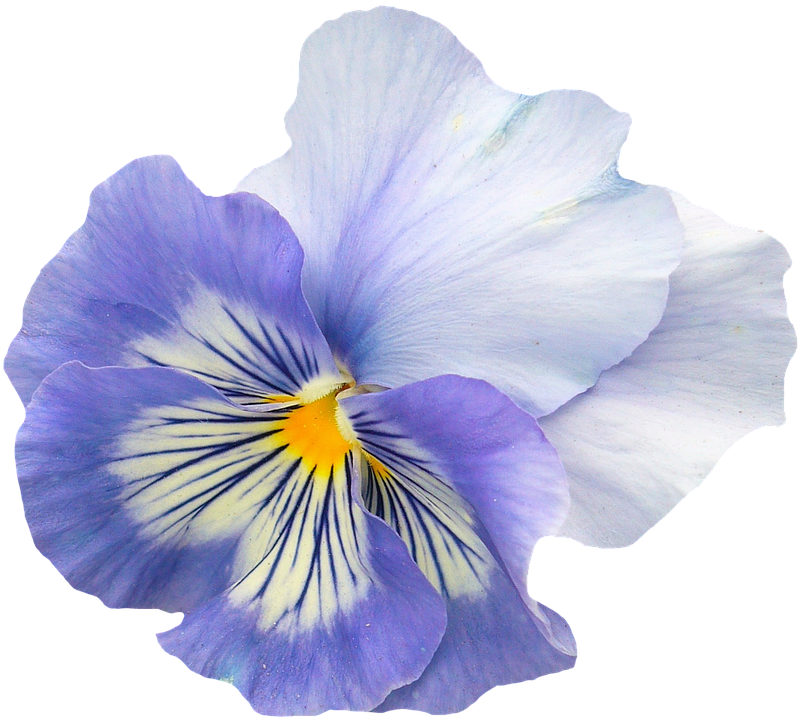 Vibrant Pansy Flower Isolated.png