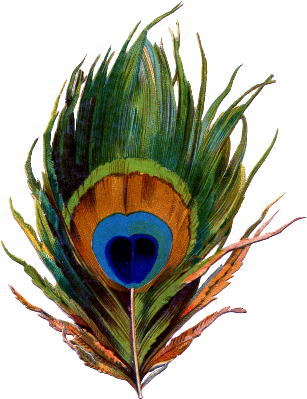 Vibrant Peacock Feather Artwork