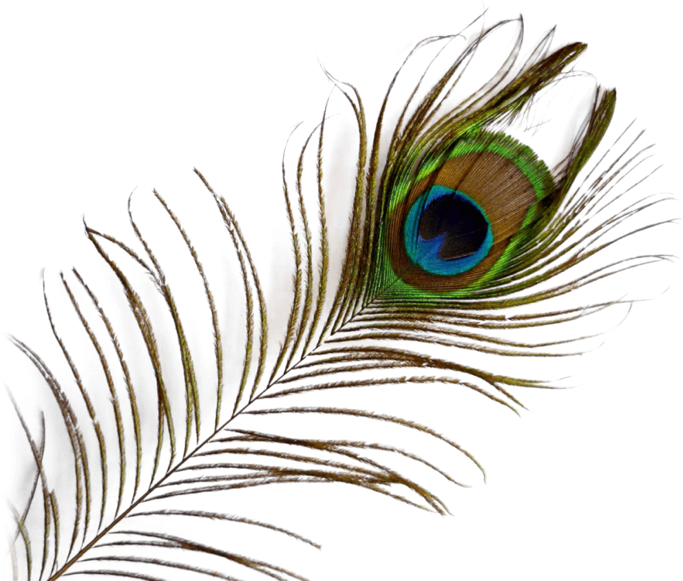 Vibrant_ Peacock_ Feather_ Closeup.png