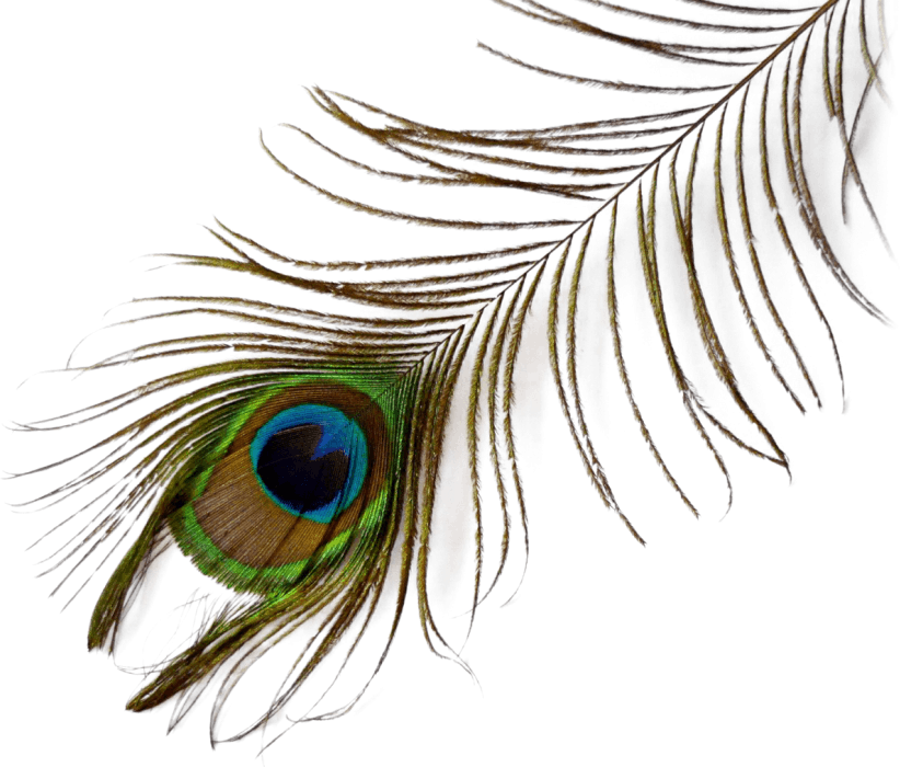 Vibrant_ Peacock_ Feather_ Closeup.png