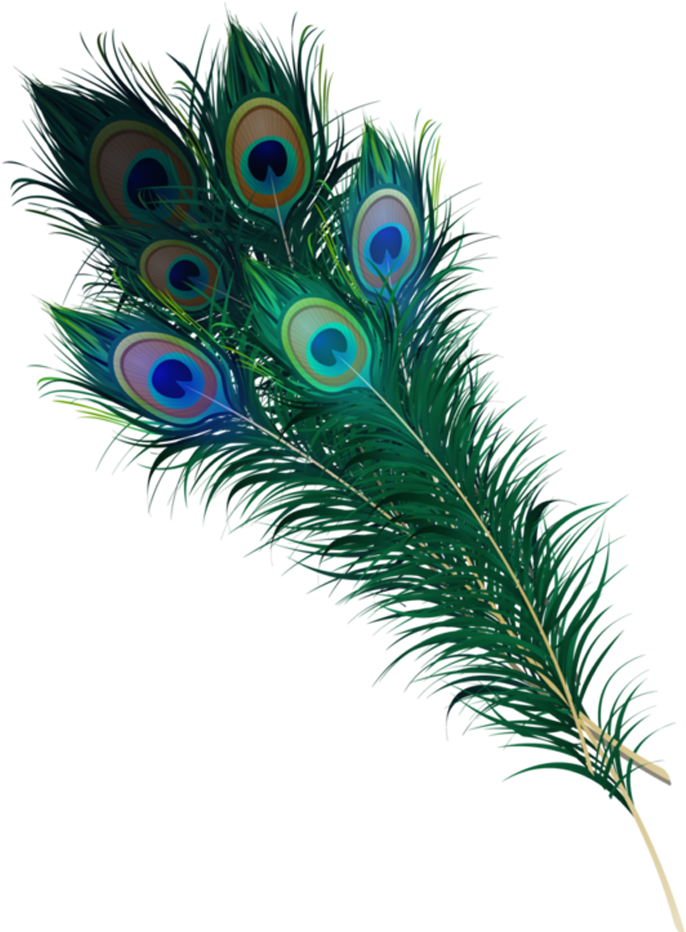 Vibrant_ Peacock_ Feathers_ Display