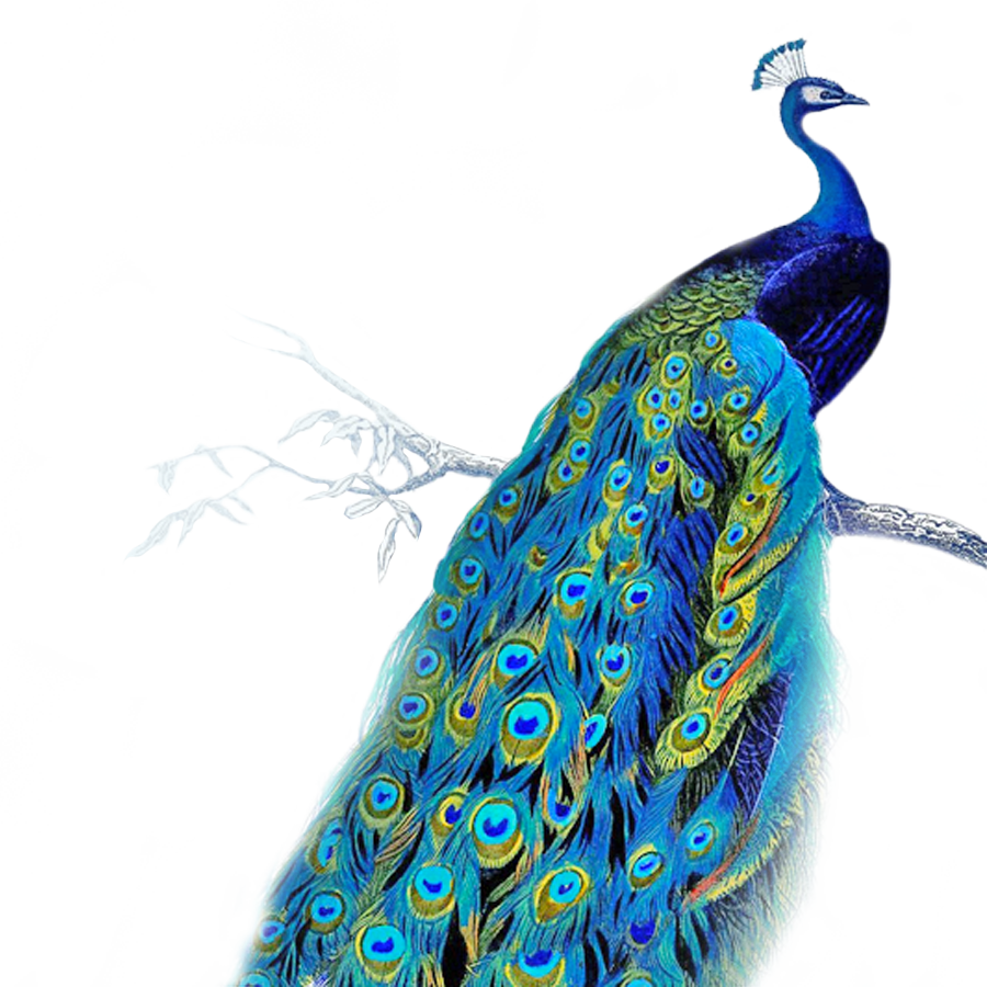 Vibrant Peacockon Branch