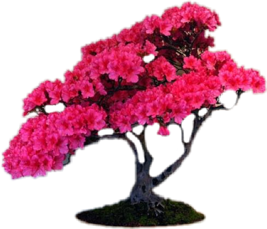 Vibrant Pink Bonsai Tree