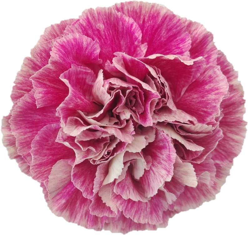 Vibrant Pink Carnation Flower.png