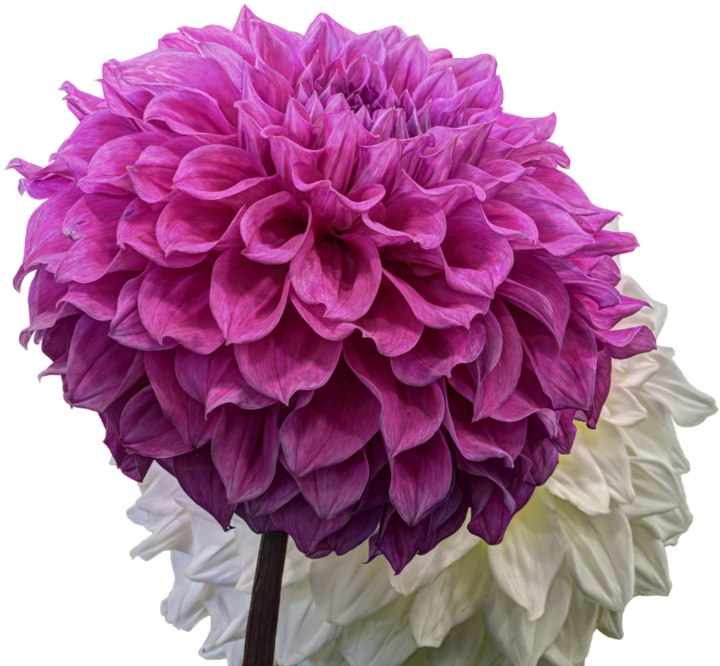 Vibrant Pink Dahlia Flower