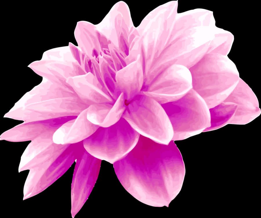 Vibrant_ Pink_ Flower_ Illustration