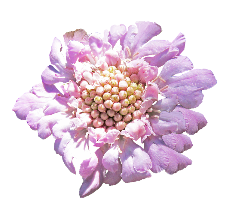 Vibrant Pink Flower Isolated