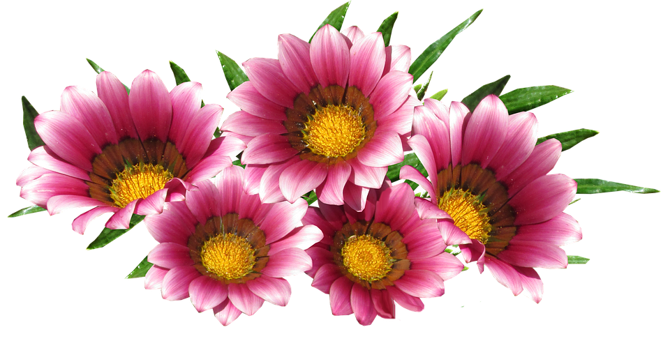 Vibrant Pink Gazania Flowers