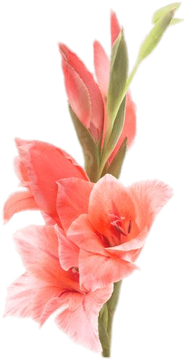 Vibrant Pink Gladiolus Flower.png