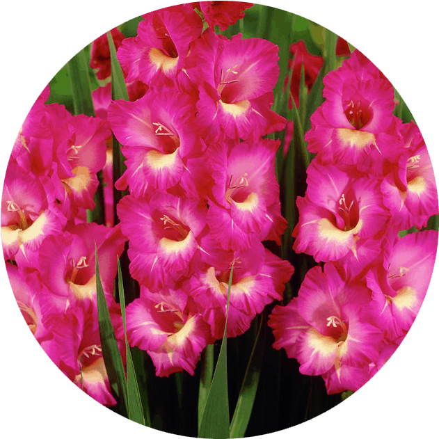 Vibrant Pink Gladiolus Flowers