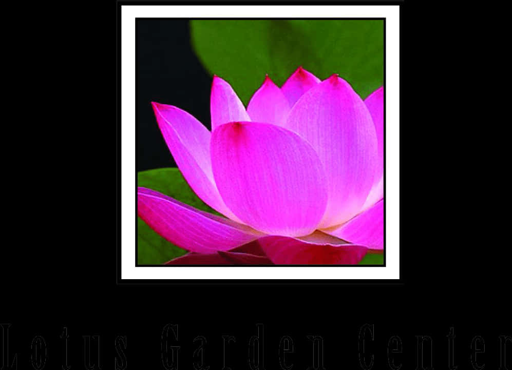 Vibrant Pink Lotus Bloom