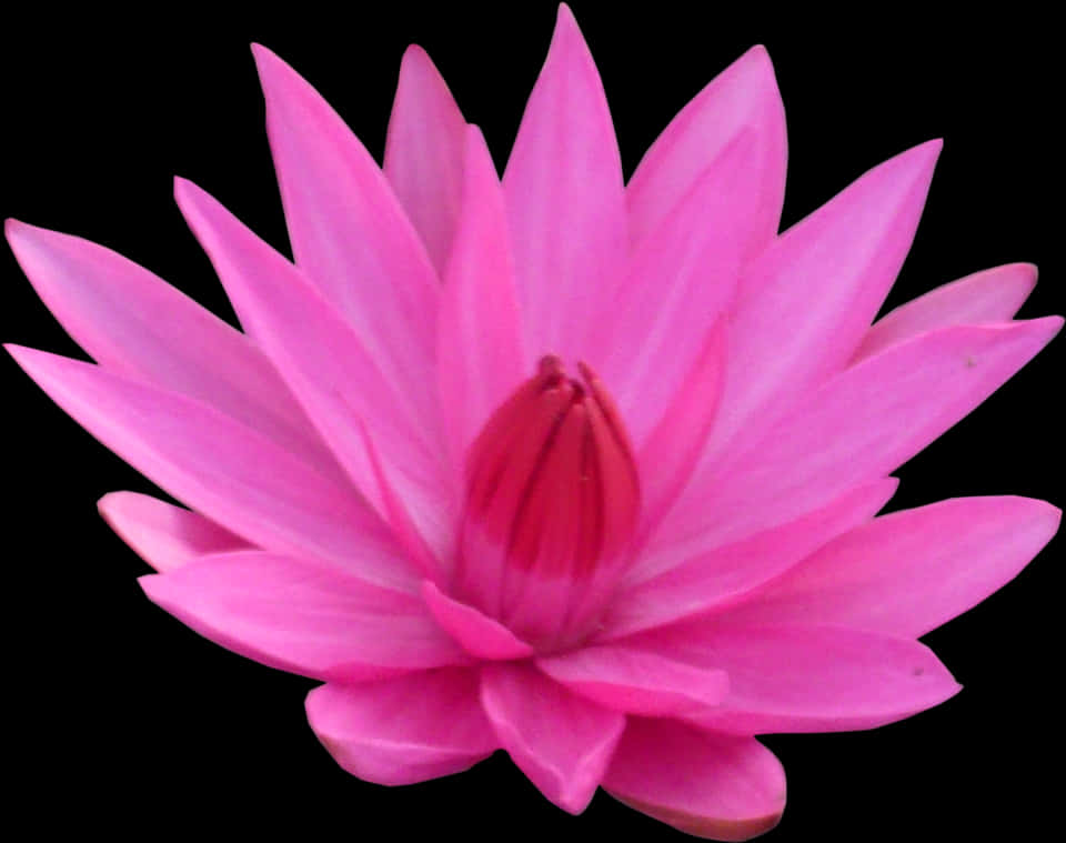 Vibrant Pink Lotus Flower