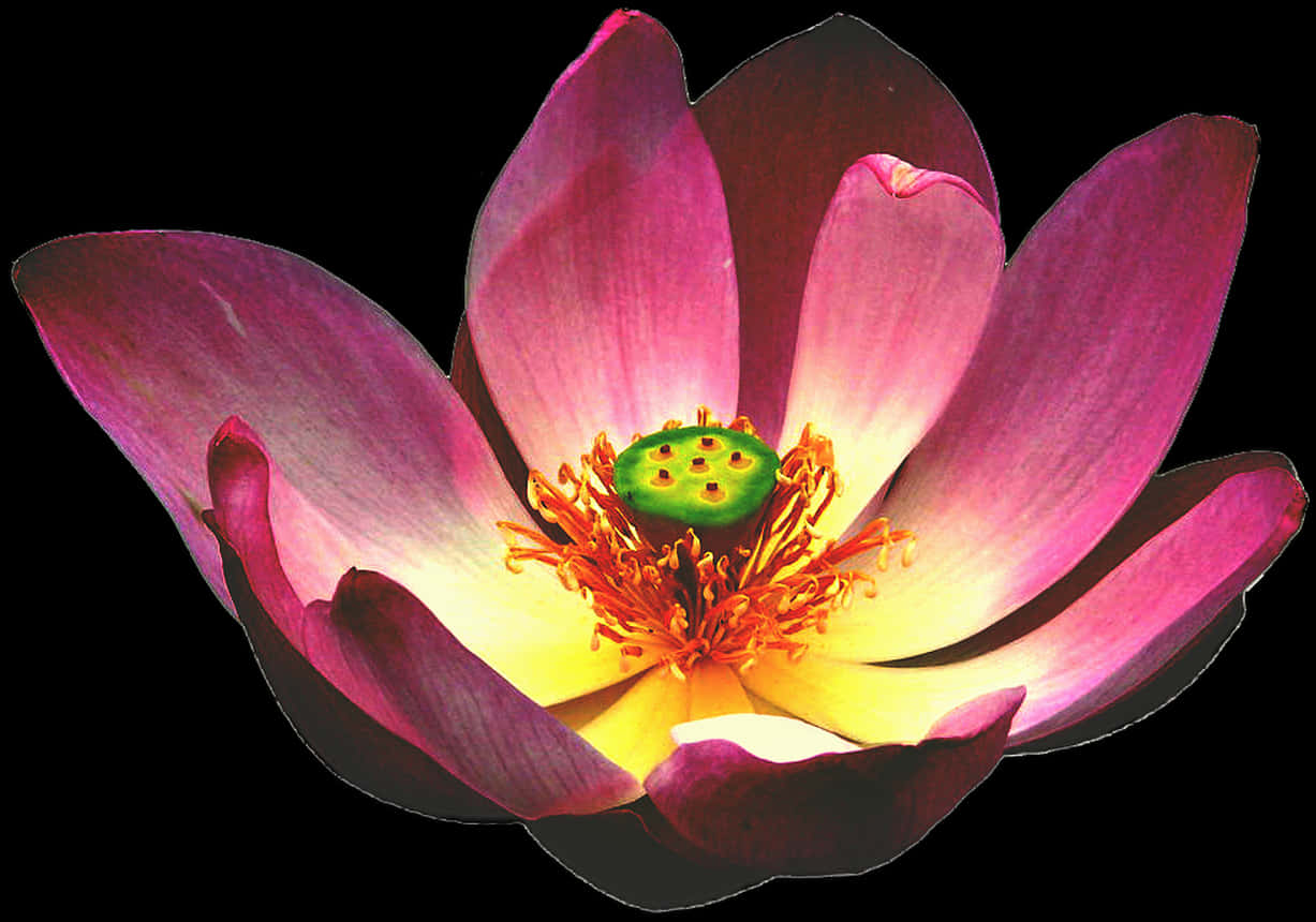 Vibrant Pink Lotus Flower