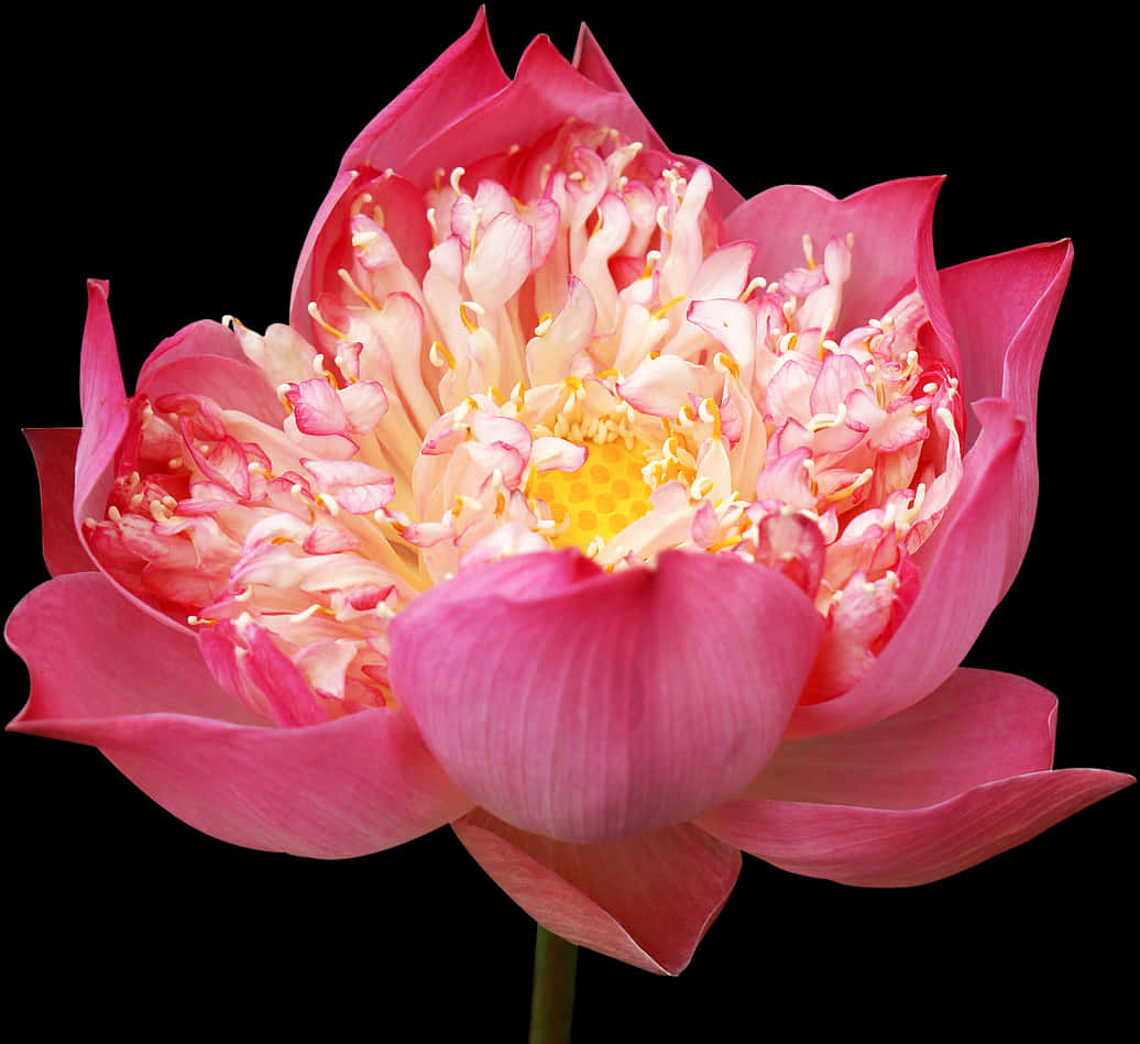 Vibrant Pink Lotus Flower