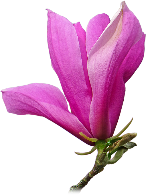 Vibrant Pink Magnolia Bloom