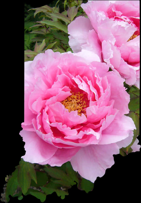 Vibrant_ Pink_ Peonies_ Floral_ Display.jpg