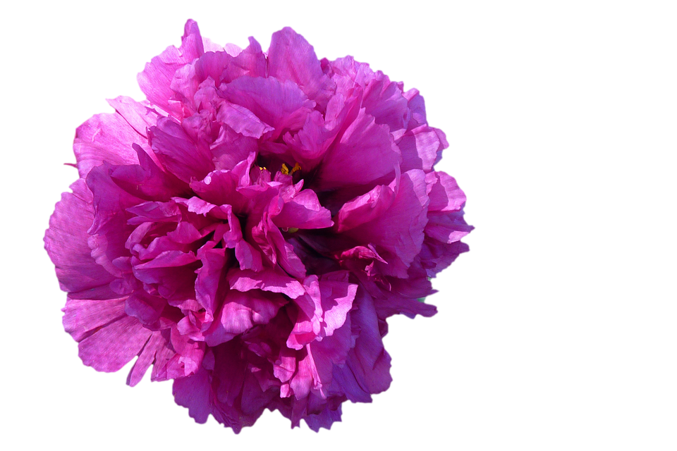 Vibrant Pink Peony Flower