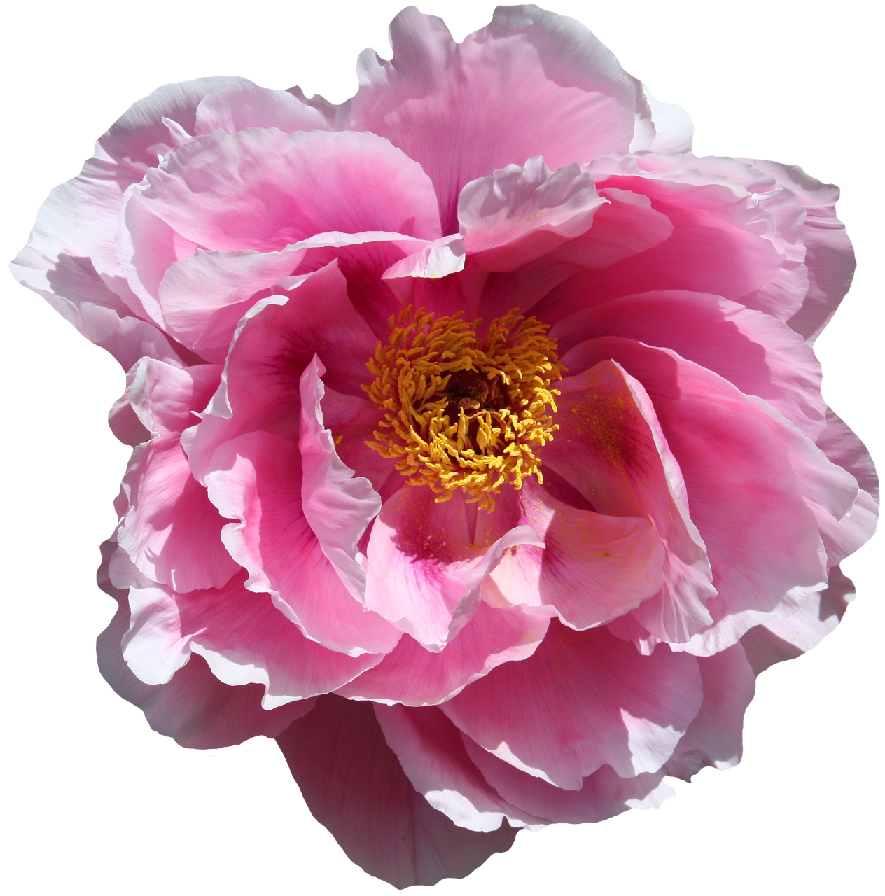 Vibrant Pink Peony Flower