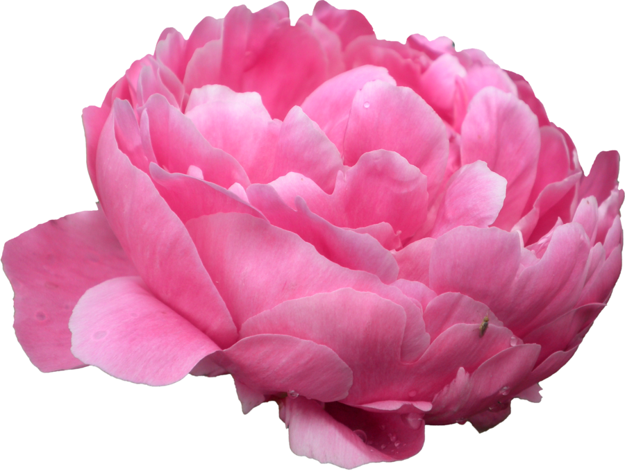 Vibrant Pink Peony Flower