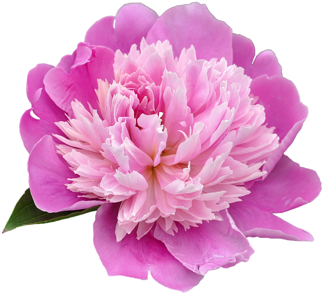 Vibrant Pink Peony Flower