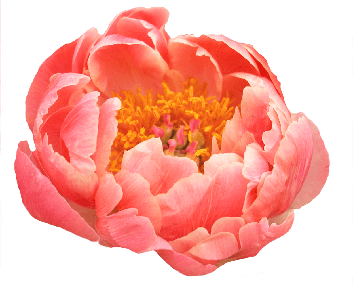 Vibrant Pink Peony Flower