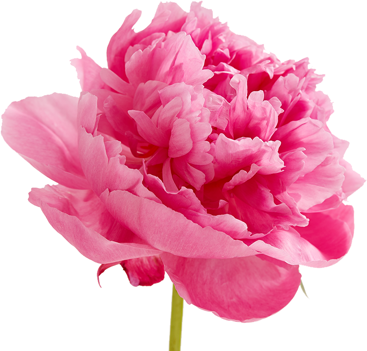 Vibrant Pink Peony Flower