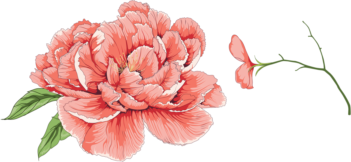 Vibrant Pink Peony Illustration