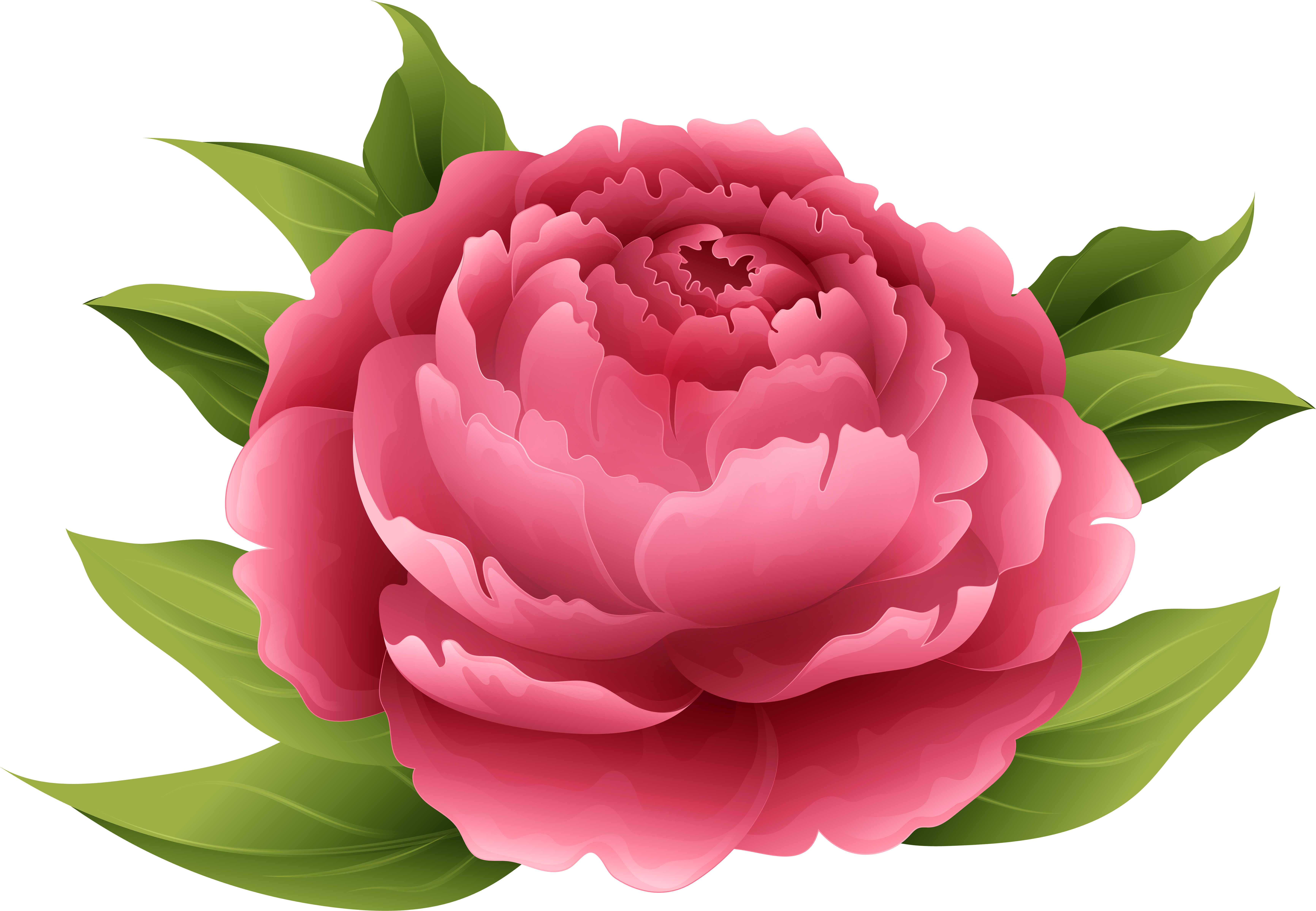 Vibrant Pink Peony Illustration