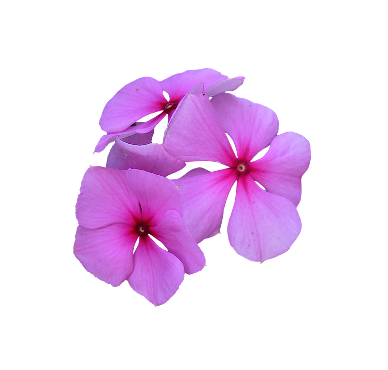 Vibrant_ Pink_ Periwinkle_ Flowers