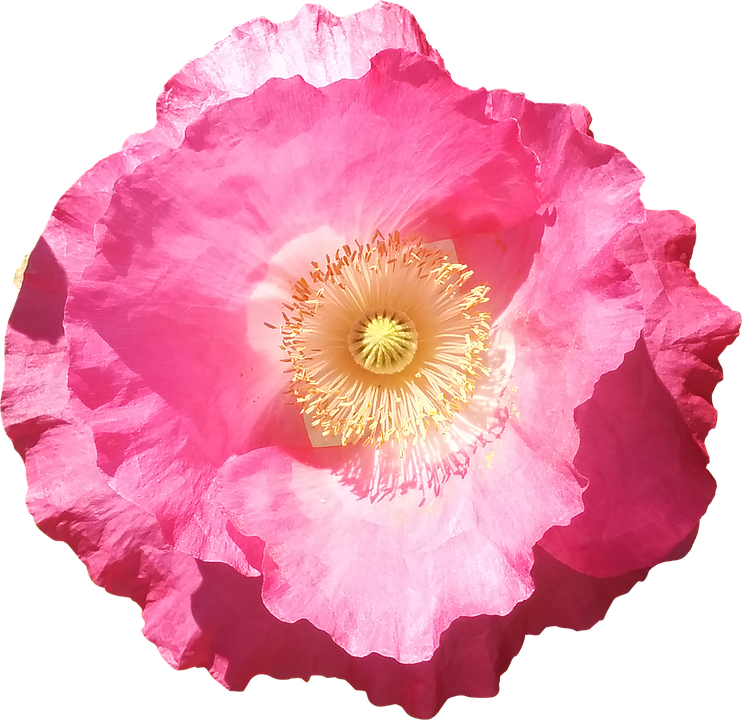 Vibrant Pink Poppy Flower